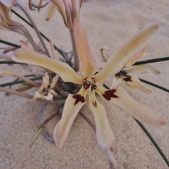 Babiana brachystachys