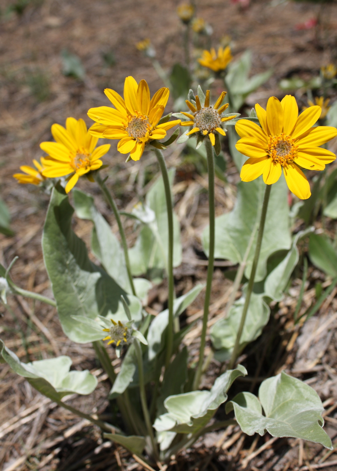 Balsamorhiza sagittata