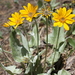 Arrowleaf Balsamroot - Photo (c) Leslie Seaton, some rights reserved (CC BY)