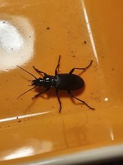 Pterostichus melanarius