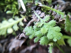 Leptinella dioica