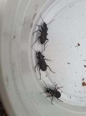 Pterostichus melanarius