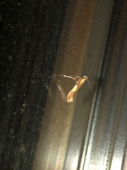 Caloptilia packardella
