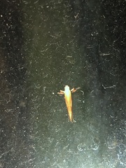 Caloptilia packardella