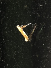 Caloptilia packardella