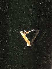 Caloptilia packardella