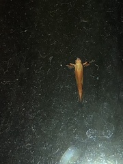 Caloptilia packardella