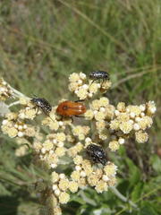 Oxythyrea testaceoguttata