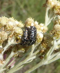 Oxythyrea testaceoguttata