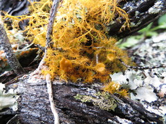 Teloschistes puber