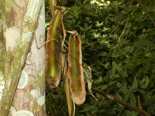 Mucuna pruriens var. pruriens