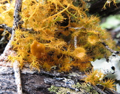 Teloschistes puber