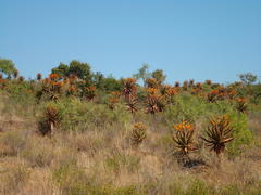 Aloe marlothii marlothii
