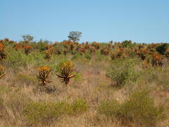 Aloe marlothii marlothii