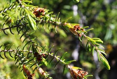 Passerina falcifolia