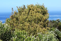 Passerina falcifolia