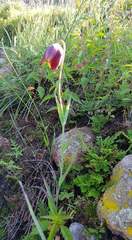 Calochortus purpureus