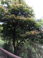 Sterculia lanceolata