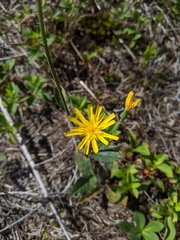 Hieracium maculatum