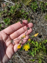 Hieracium maculatum