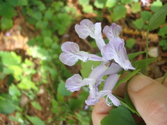 Plectranthus saccatus