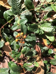 Davilla rugosa