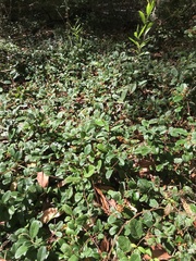 Davilla rugosa