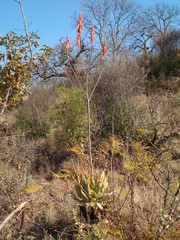 Aloe pretoriensis