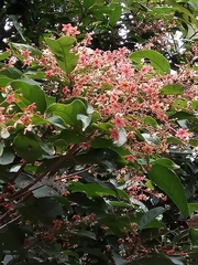 Sterculia lanceolata