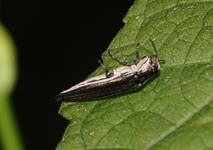 Agrilus macer