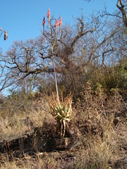 Aloe pretoriensis