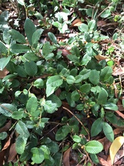 Davilla rugosa