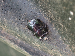 Hololepta