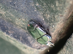 Hololepta