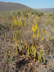 Aloe cryptopoda