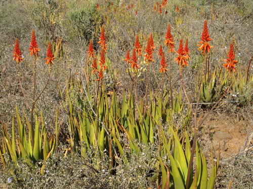 Aloe cryptopoda