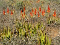 Aloe cryptopoda