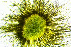 Gloeotrichia