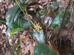 Pleurothallis londonoi