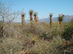 Aloe marlothii marlothii