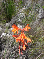 Watsonia schlechteri