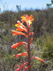 Watsonia schlechteri