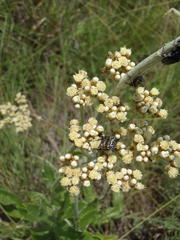 Helichrysum pallidum
