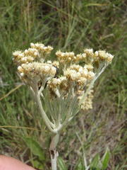 Helichrysum pallidum
