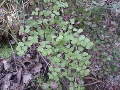 Adiantum tricholepis