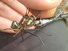 Somatochlora tenebrosa