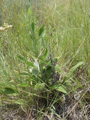 Helichrysum pallidum