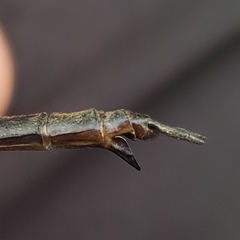 Somatochlora tenebrosa