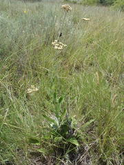 Helichrysum pallidum