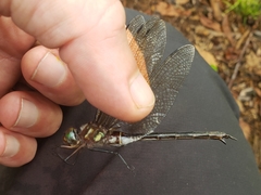 Somatochlora tenebrosa